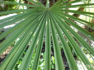 humilis hoja.jpg